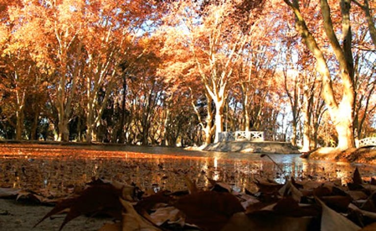 ¡El otoño se adelantó un día y ya comenzó!