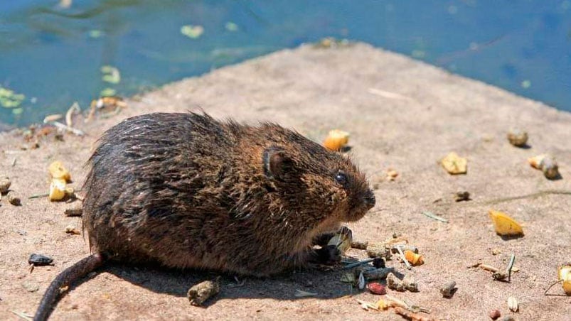 El padre del niño fallecido quería combatir la plaga de ratas.