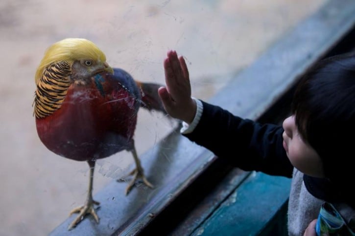 El parecido entre el animal y el presidente electo de Estados Unidos es asombroso.