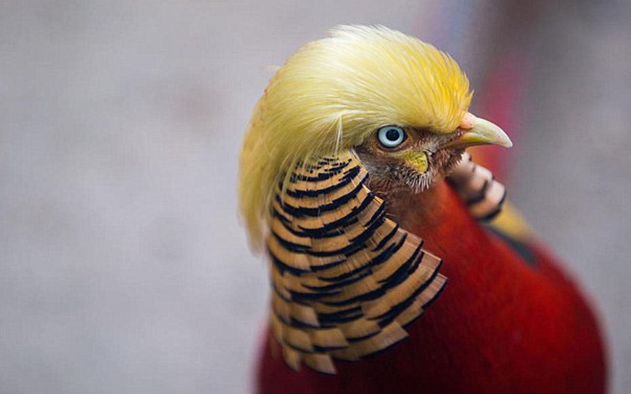 El parecido entre el animal y el presidente electo de Estados Unidos es asombroso.