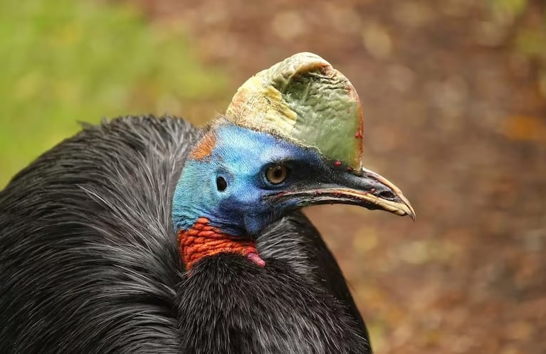 El parque de aves Birdland celebra el nacimiento del primer casuario meridional.