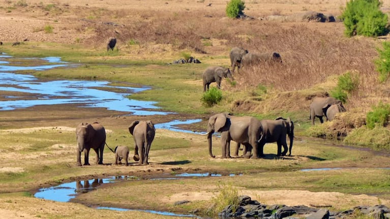 El parque de Kruger es una de las principales reservas del continente africano.