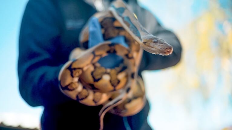 El Parque de la Biodiversidad de Córdoba rescató animales silvestres del tráfico ilegal.