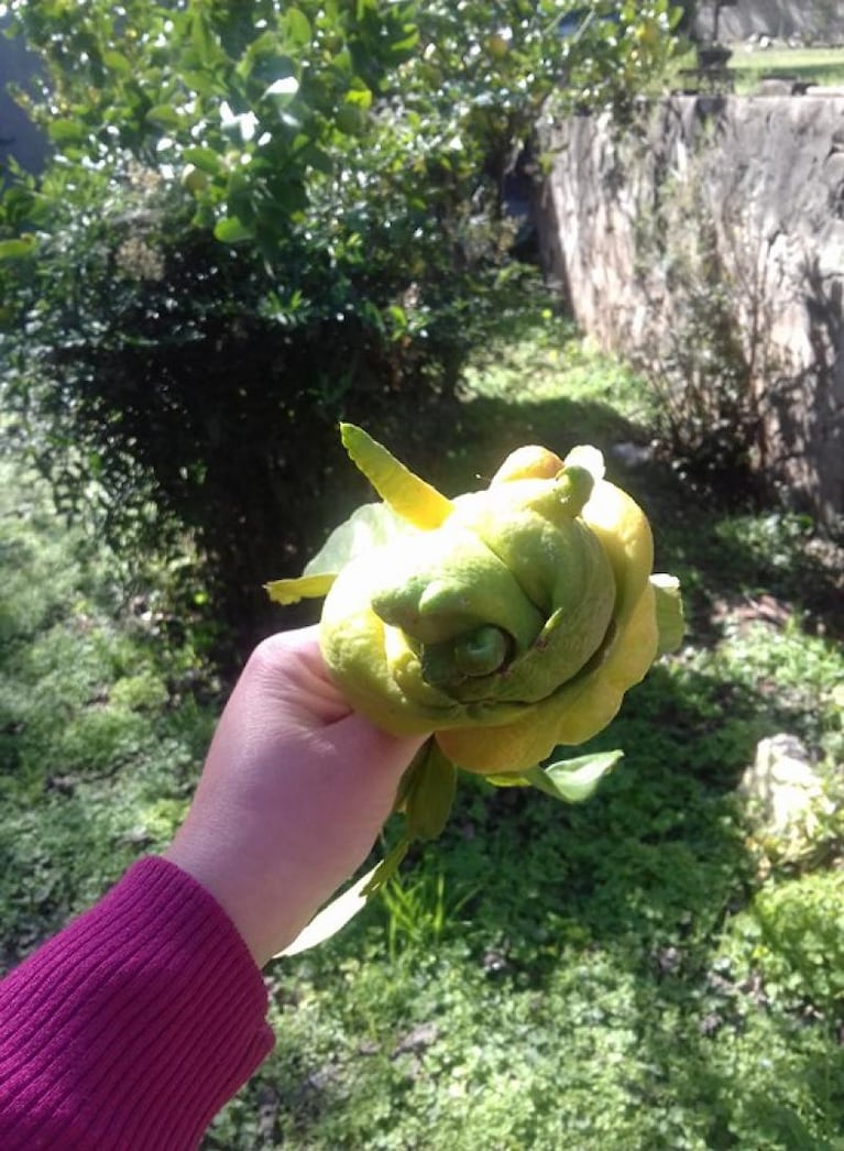 El patito feo de los limones: su extraña forma te va a sorprender