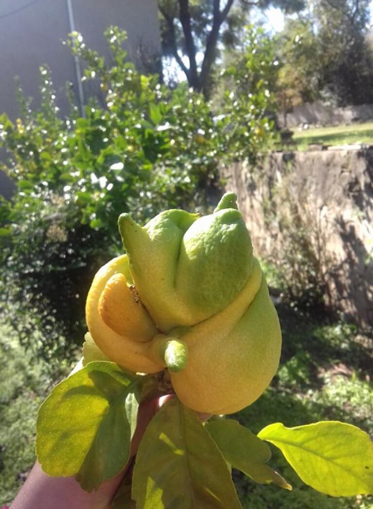 El patito feo de los limones: su extraña forma te va a sorprender