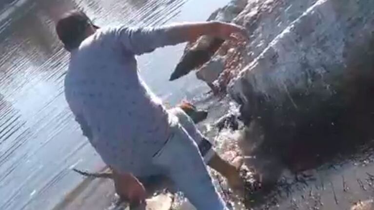 El pato estaba atrapado en una zona pantanosa.