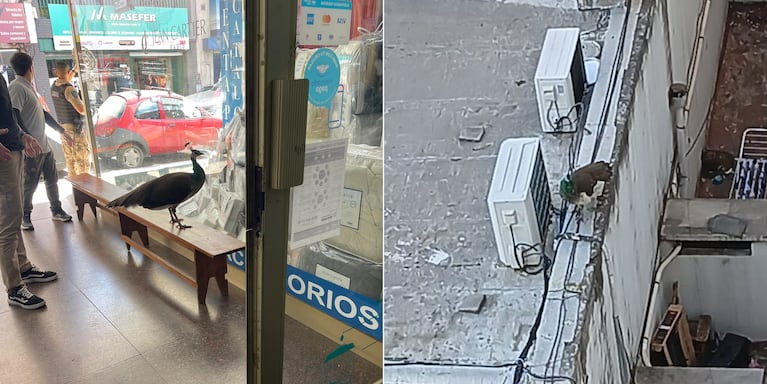 El pavo real fue visto en distintas zonas del centro de Córdoba.