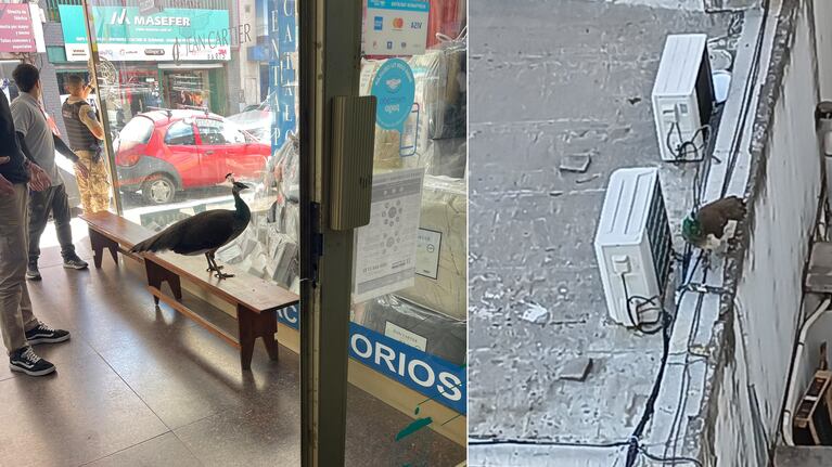 El pavo real fue visto en distintas zonas del centro de Córdoba.