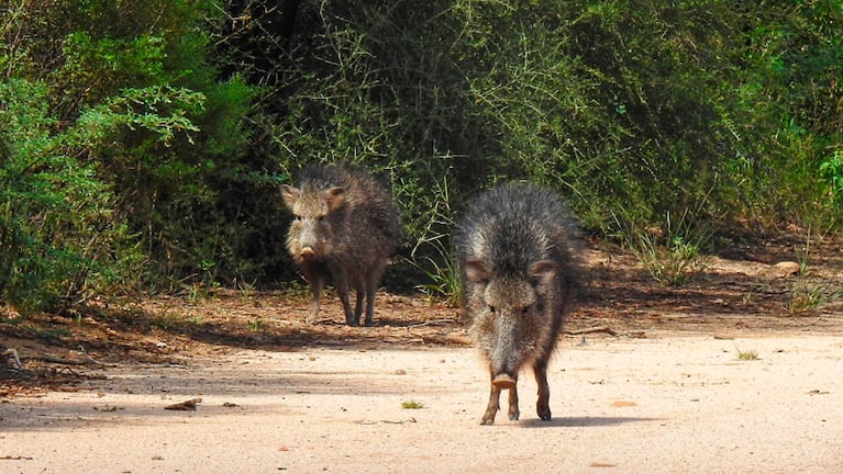 El pecarí chaqueño se encuentra entre las especies reconocidas.