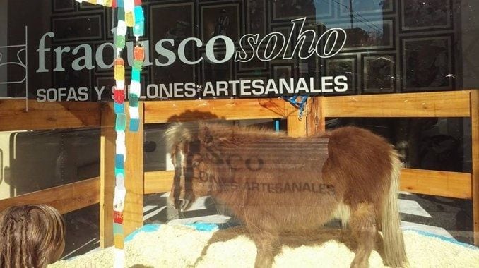 El pequeño pony expuesto en la mueblería que terminó secuestrado tras una denuncia por maltrato.