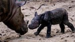 El pequeño rinoceronte nació en Sumatra.