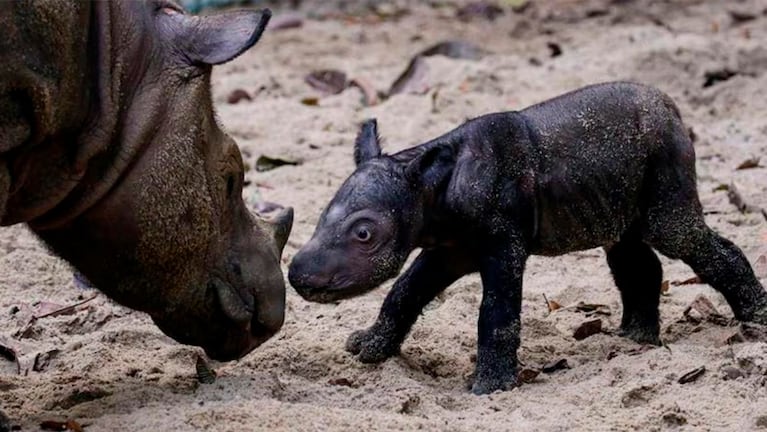 El pequeño rinoceronte nació en Sumatra.