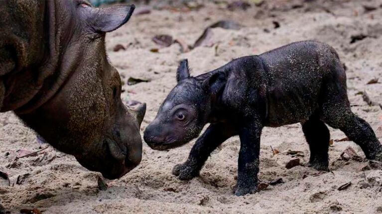 El pequeño rinoceronte nació en Sumatra.