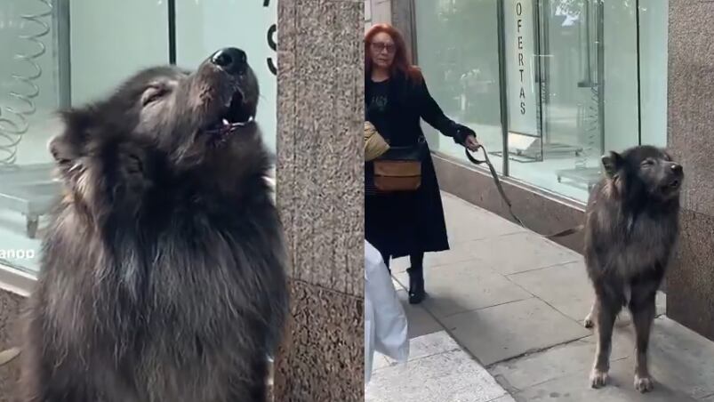 El perrazo Conan junto a su dueña por las calles de Buenos Aires.