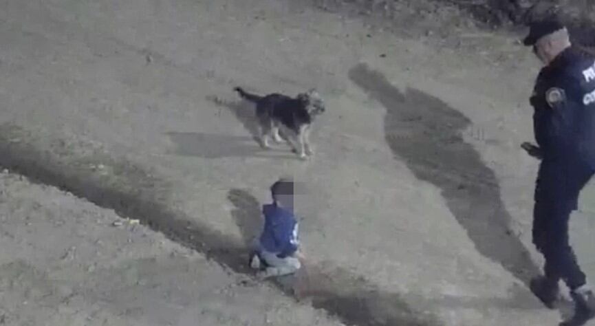 El perrito acompañó al bebé que gateaba en la calle en la madrugada del martes.