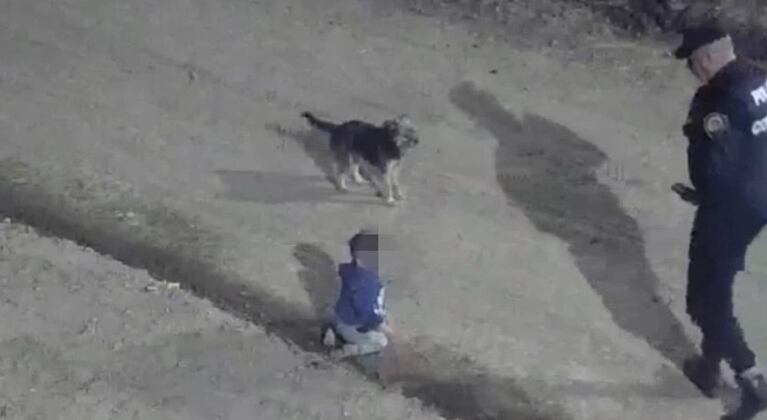 El perrito acompañó al bebé que gateaba en la calle en la madrugada del martes.