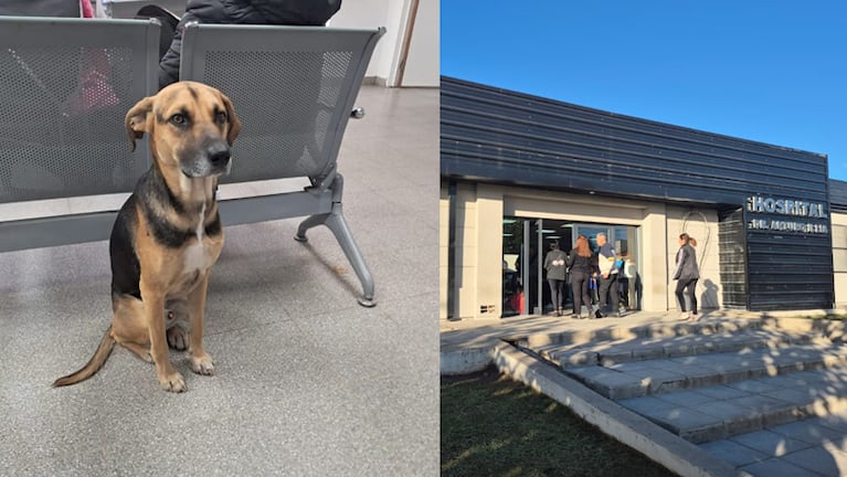 El perrito Arturo se volvió viral en el Hospital Illia de La Calera y consiguió hogar de una familia.