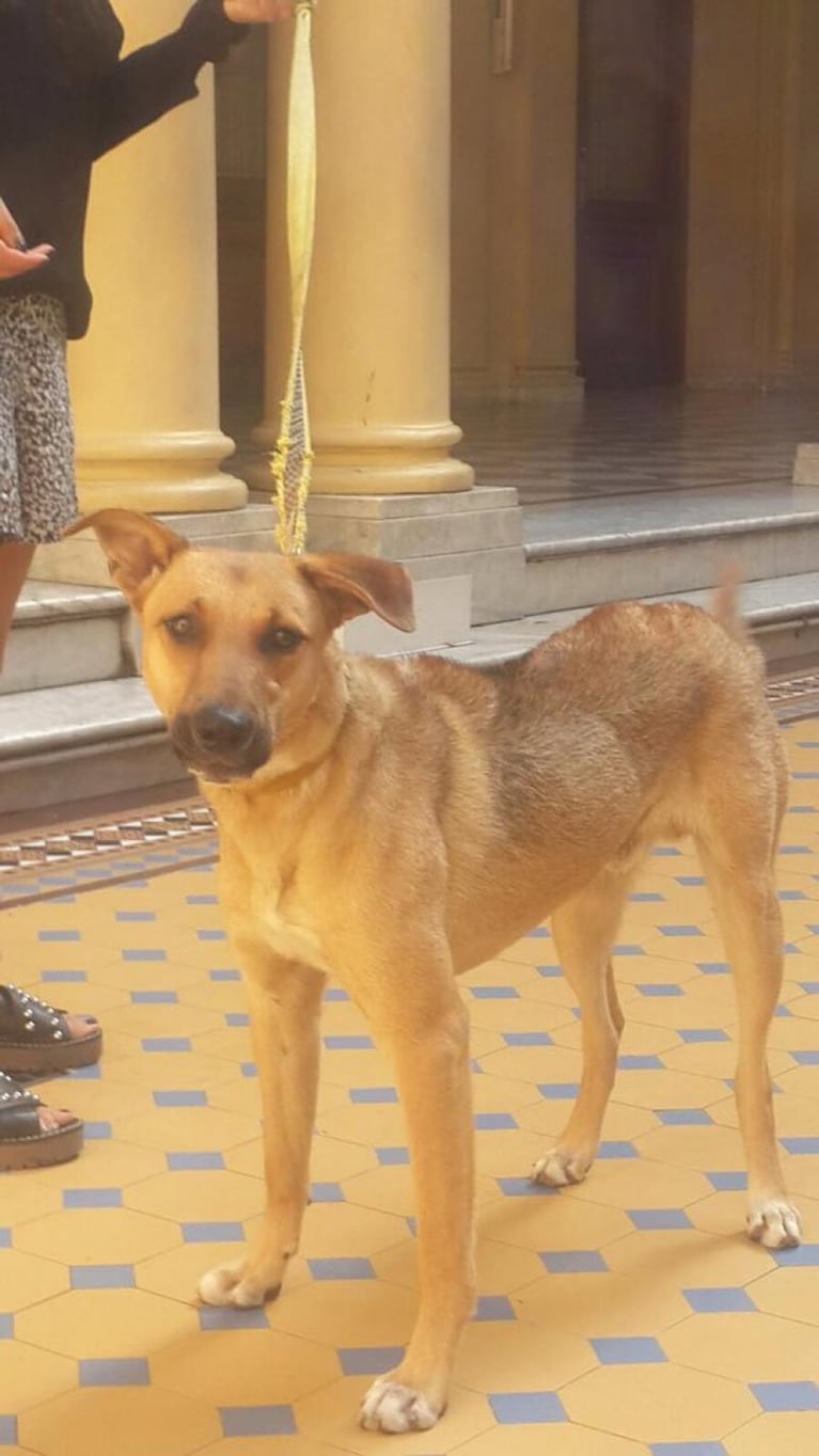 El perrito del PRO ya juega en la Casa Rosada