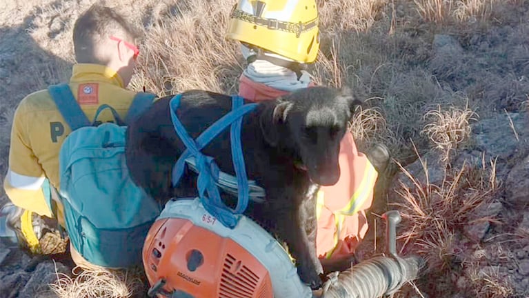 El perrito fue rescatado en medio del incendio en las sierras de Córdoba.
