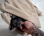 El perrito rescatado tiene nuevo dueño y hogar.