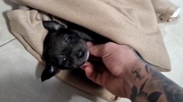 El perrito rescatado tiene nuevo dueño y hogar.