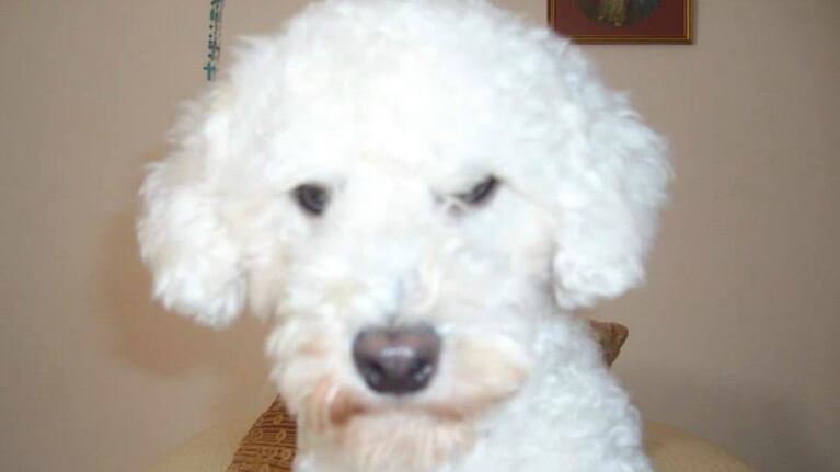 El perrito se llama Ulises y tiene un problema en la vista.