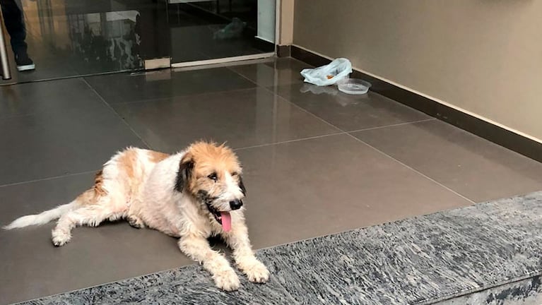 El perro abandonado que apareció en un edificio de barrio General Paz.