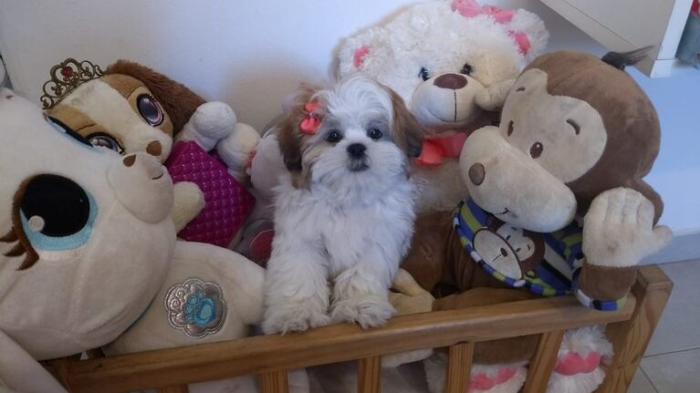 El perro acompañaba a todos lados a Alba.