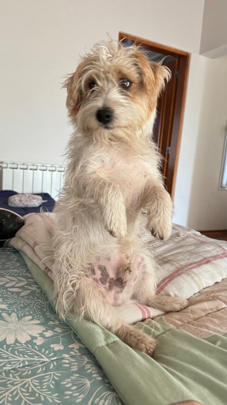 EL perro acompañante de la menor que fue asesinado por un vecino. Gentileza de la familia.