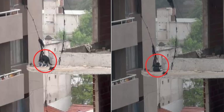 El perro al borde del abismo en el edificio de los "okupas".