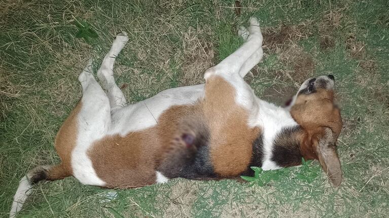El perro baleado era de un vecino de la zona.