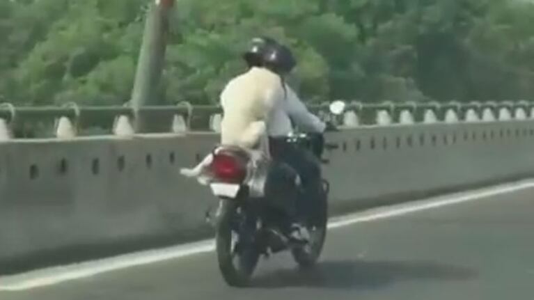 El perro copiloto respeta las leyes de tránsito.