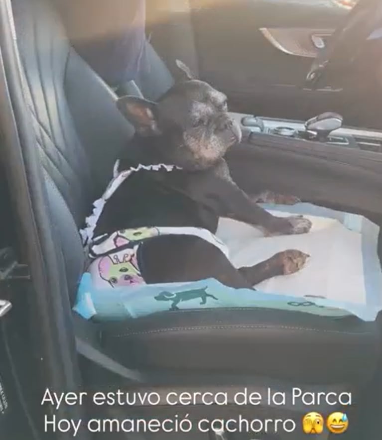 El perro de Paula Chaves tiene 15 años.