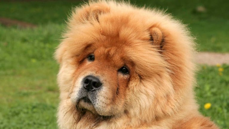El perro de raza Chow Chow fue protagonista de un confuso hecho en San Francisco.