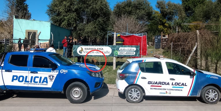 El perro en el lugar donde ocurrió el ataque fatal a la nena.