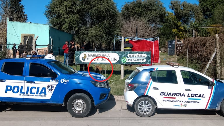 El perro en el lugar donde ocurrió el ataque fatal a la nena.