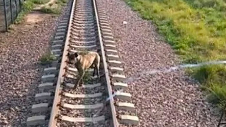 El perro estaba atado en las vías del tren entre Sáenz Peña y Chorotis.