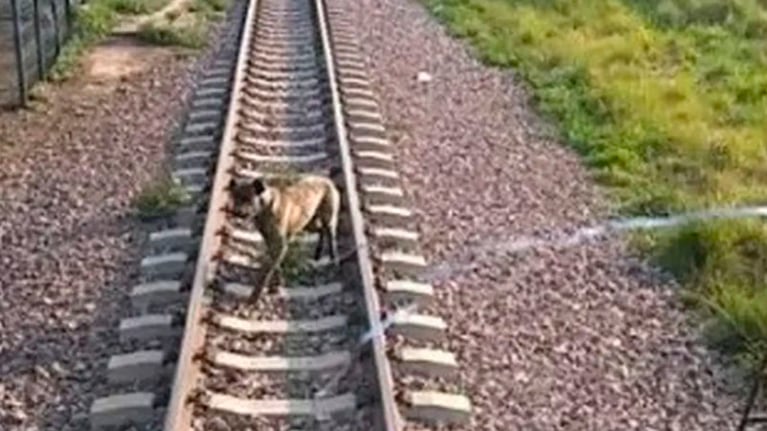El perro estaba atado en las vías del tren entre Sáenz Peña y Chorotis.