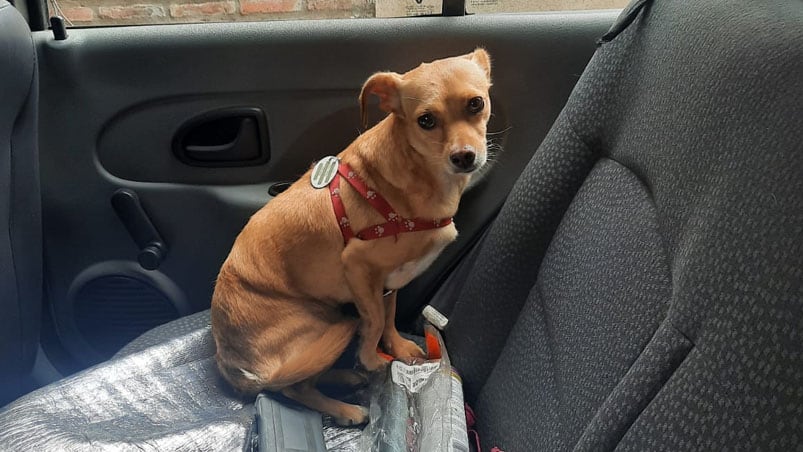 El perro estaba en buen estado de salud y volvió con su dueña. 