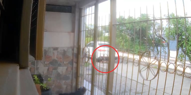 El perro fue atropellado en una peatonal de Córdoba.