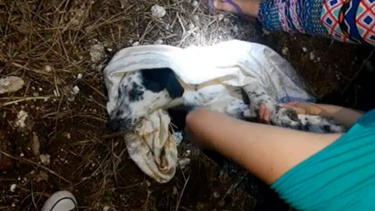 El perro fue encontrado con vida en un basural de Río Tercero. (Foto: FM Sol)