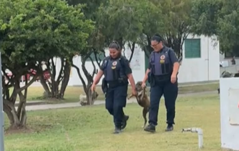 El perro fue llevado por la Policía a la campaña de vacunación.