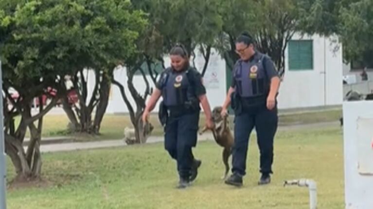El perro fue llevado por la Policía a la campaña de vacunación.