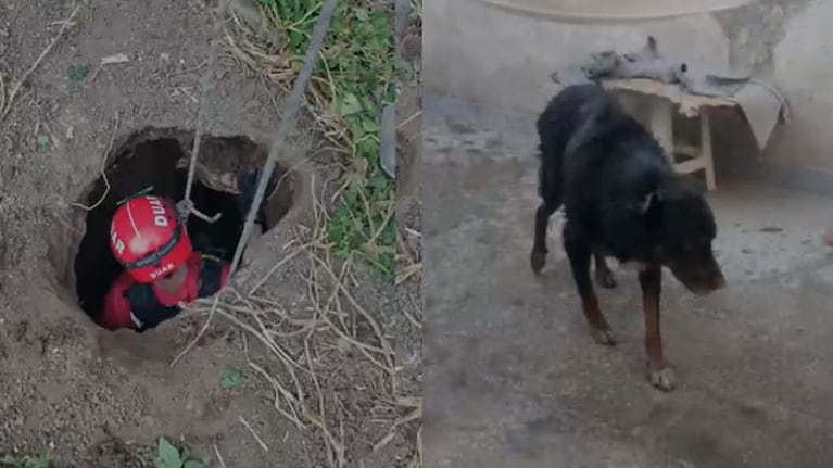 El perro fue rescatado por personal de bomberos.
