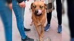 El perro fue rescatado por un grupo de vecinos tras la viralización del caso en las redes sociales.