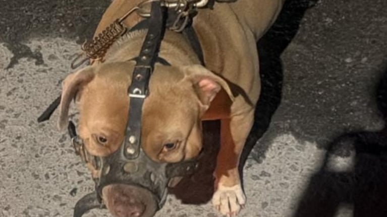 El perro fue secuestrado luego del ataque.