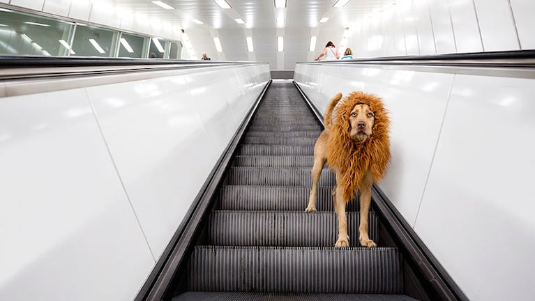 El perro-león causa sensación en los países europeos. Foto: Julia Werner.