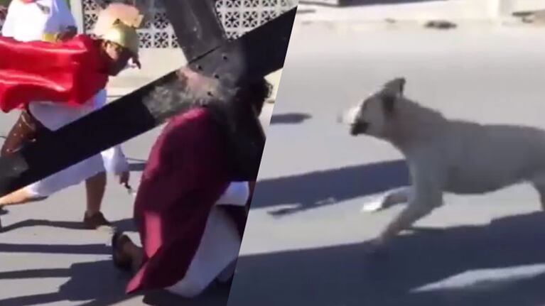 El perro no dudó en proteger a Jesús.