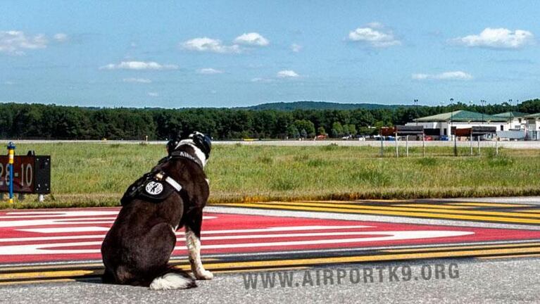 El perro que trabaja en el aeropuerto