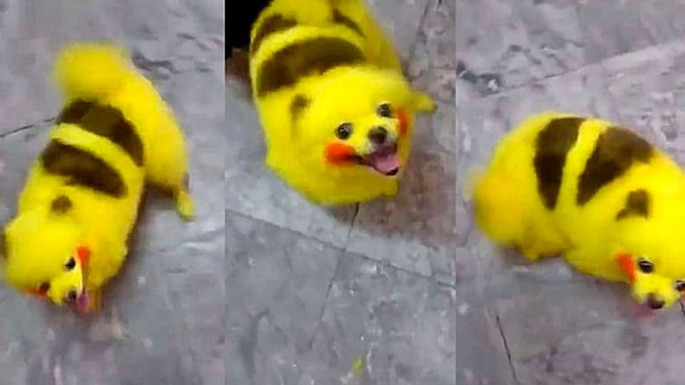 El perro quedó como Pikachu, la famosa criatura de la serie. 